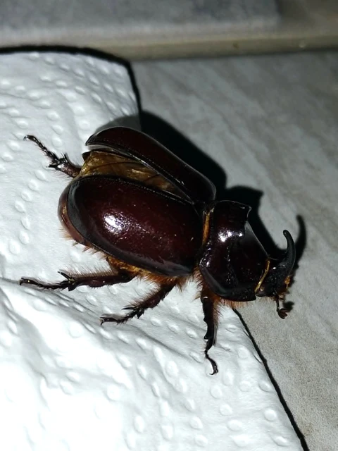 Oryctes nasicornis - orrszarvú bogár