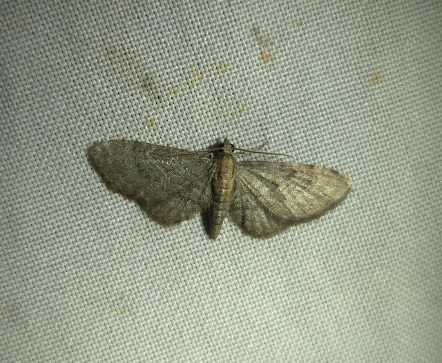 Eupithecia haworthiata - rozsdástestű törpearaszoló
