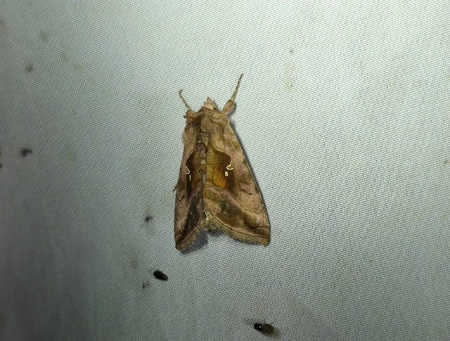 Autographa jota - i-betűs aranybagoly