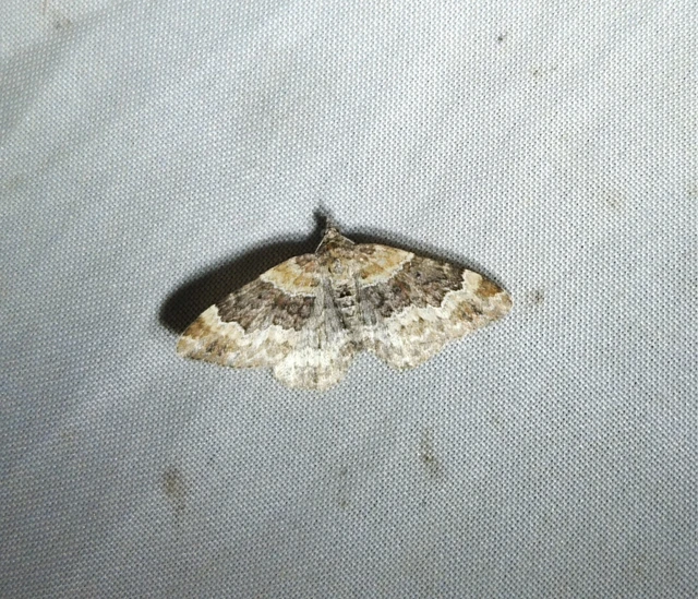 Xanthorhoe spadicearia - sávos tarkaaraszoló