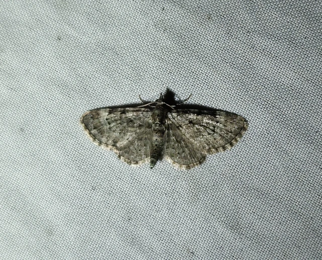 Pasiphila rectangulata - almavirág-araszoló