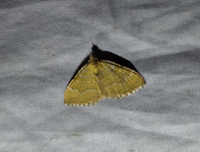 Camptogramma bilineata - kétvonalas sávosaraszoló