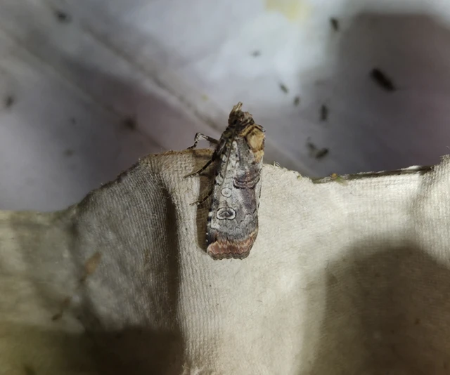 Epilecta linogrisea - karcsú sárgafűbagoly