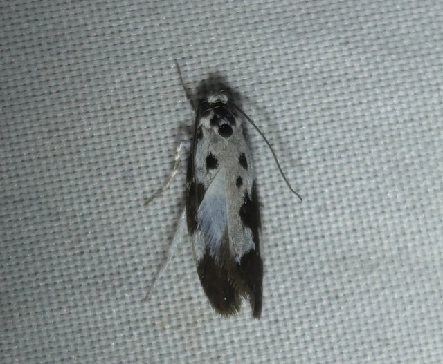 Ethmia quadrillella - gyászos feketemoly