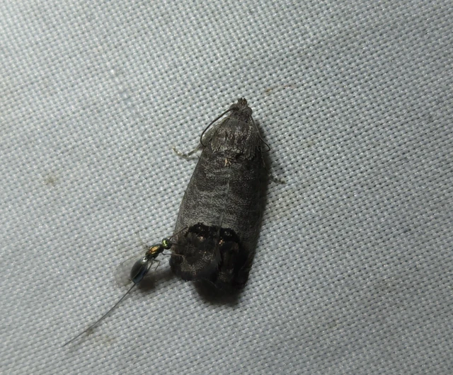 Cydia pomonella - almamoly