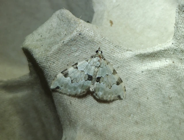 Colostygia pectinataria - zöld levélaraszoló