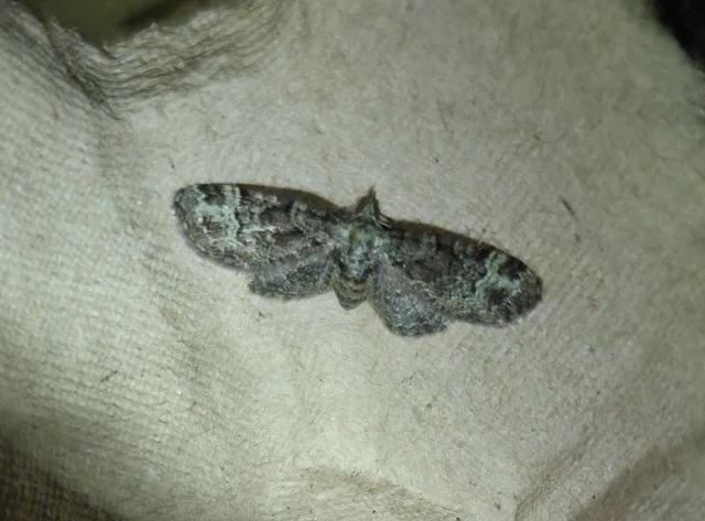 Pasiphila rectangulata - almavirág-araszoló