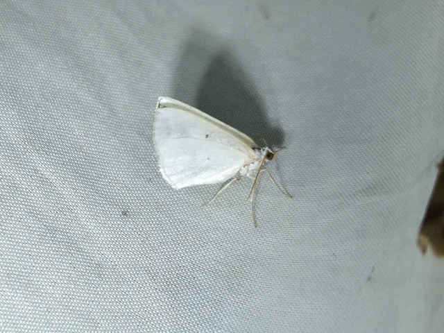 Lomographa temerata - foltos fehéraraszoló