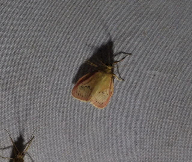 Miltochrista miniata - piros medvelepke