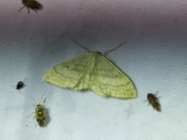 Idaea deversaria - egyszínű sávosaraszoló