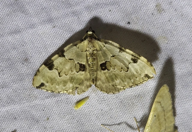 Colostygia pectinataria - zöld levélaraszoló