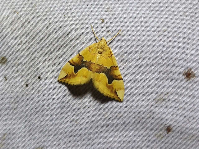 Cidaria fulvata - rózsaaraszoló