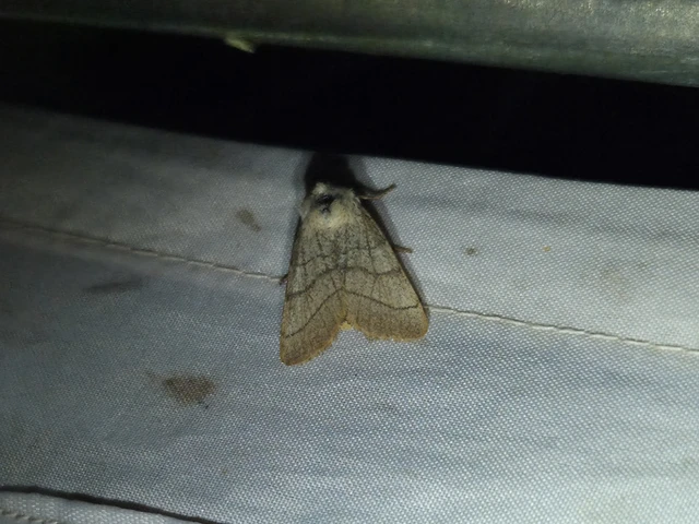 Charanyca trigrammica - háromsávos lombbagoly