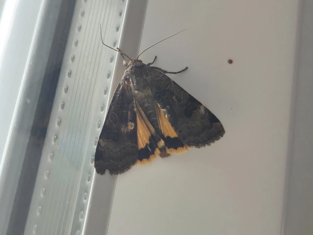 Noctua interposita - köztes sárgafűbagoly