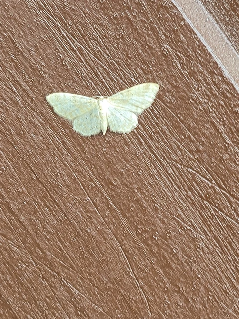 Idaea fuscovenosa - szürkeszélű apróaraszoló