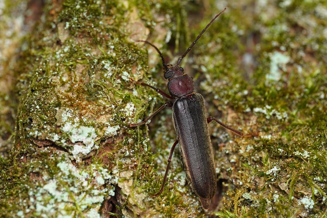 Arhopalus rusticus - gödrösnyakú cincér