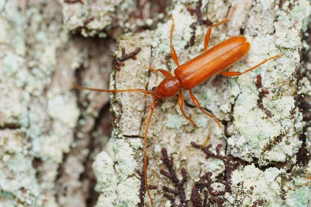 Axinopalpis gracilis - kecses selymescincér