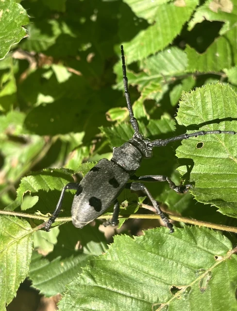 Morimus asper funereus - gyászcincér