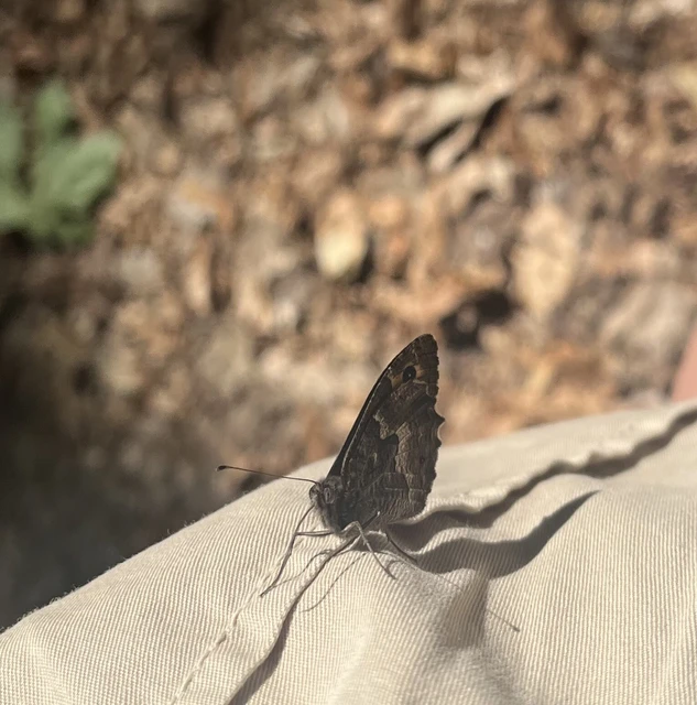 Hipparchia semele - barna szemeslepke
