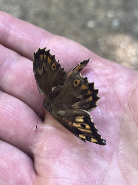 Hipparchia semele - barna szemeslepke