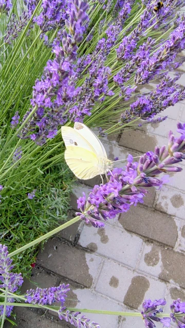Pieris rapae - répalepke