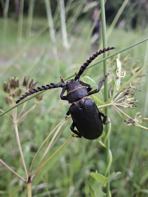 Prionus coriarius - csőszcincér