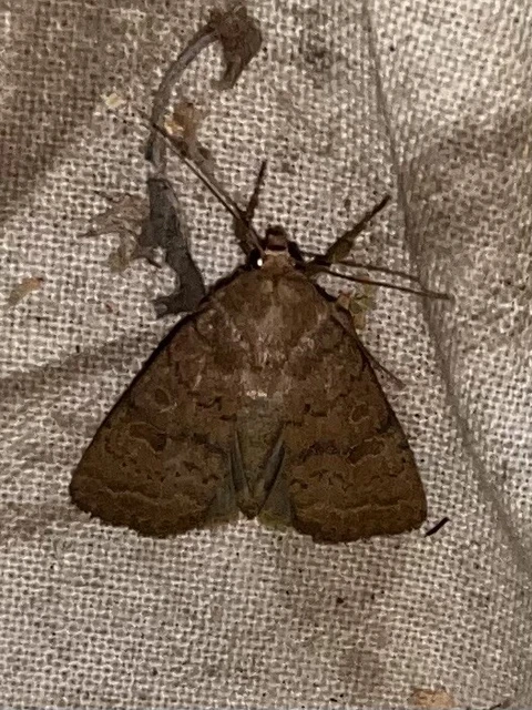 Hoplodrina octogenaria - barna selymesbagoly