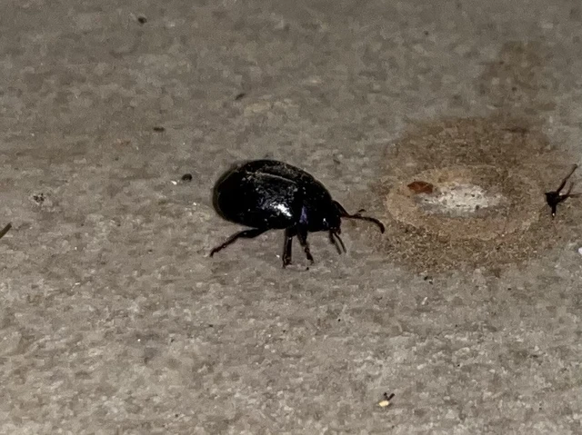Chrysomelidae - levélbogárfélék