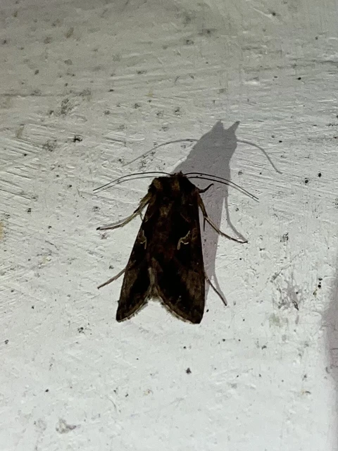 Autographa gamma - gammalepke