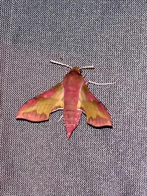 Deilephila porcellus - piros szender