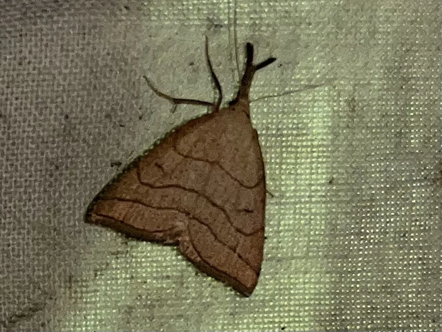 Polypogon tentacularia - sötétaljú karcsúbagoly