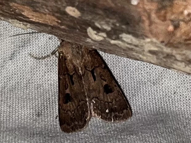 Agrotis exclamationis - felkiáltójeles földibagoly