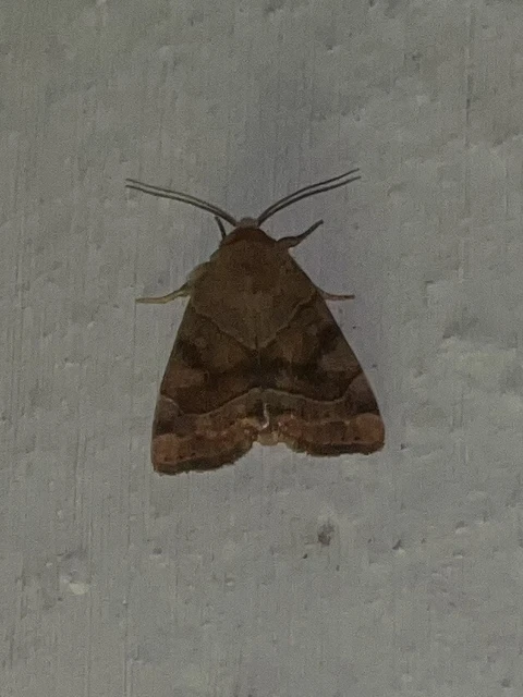 Cosmia trapezina - közönséges lombbagoly