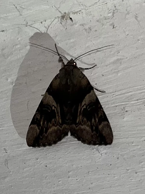 Catocala fulminea - galagonya-övesbagoly