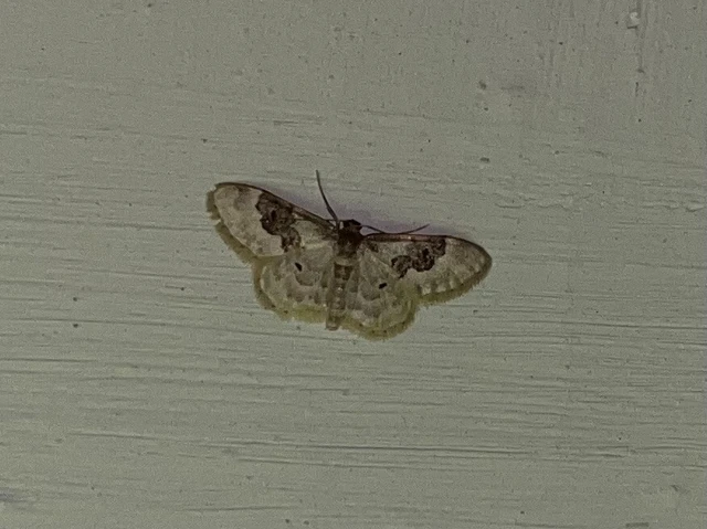 Idaea rusticata - tarka apróaraszoló