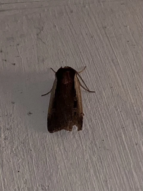 Ochropleura plecta - fehérszegélyű fűbagoly
