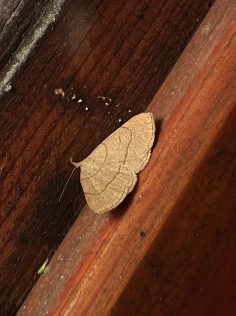 Paracolax tristalis - sárgás karcsúbagoly