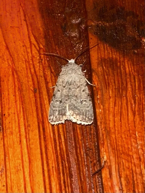 Paradrina clavipalpis - közönséges selymesbagoly