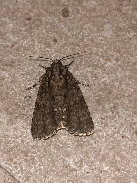 Acronicta rumicis - sóska-szigonyosbagoly Acronicta rumicis - sóska-szigonyosbagoly
