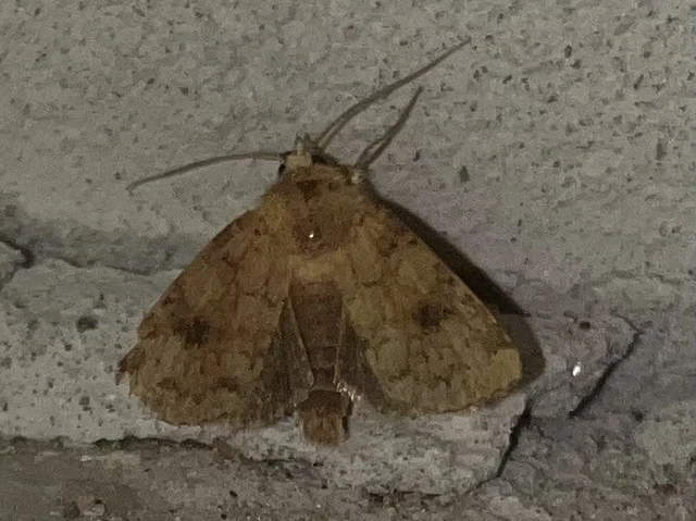 Atypha pulmonaris - tüdőfű-levélbagoly