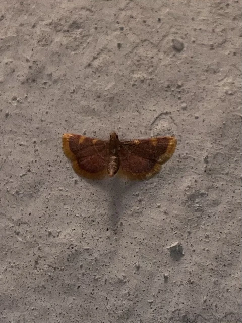 Hypsopygia costalis - szénailonca