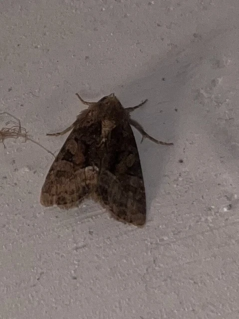 Oligia strigilis/latruncula/versicolor