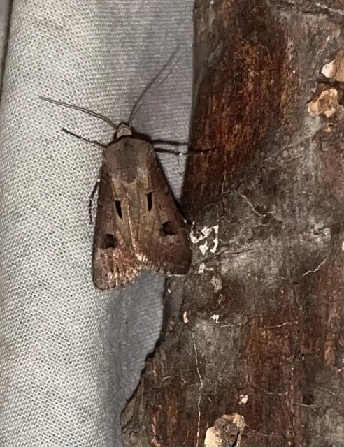 Agrotis exclamationis - felkiáltójeles földibagoly