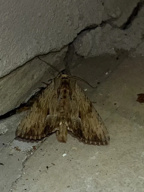 Apamea lithoxylaea - fakó dudvabagoly