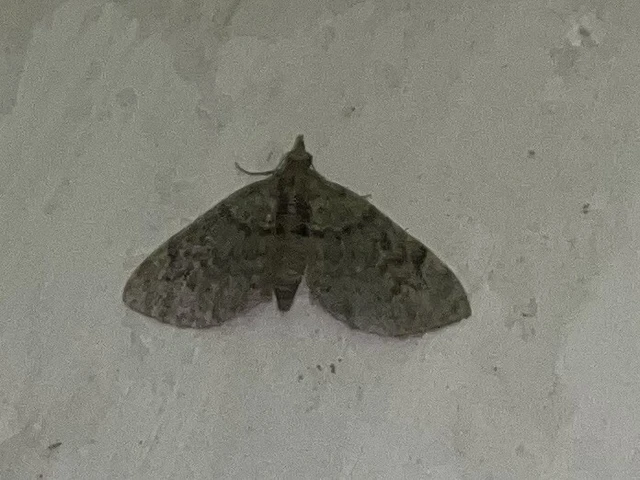 Chloroclystis v-ata - zöldes törpearaszoló