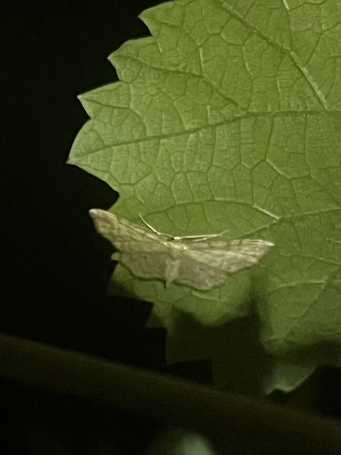 Idaea fuscovenosa - szürkeszélű apróaraszoló