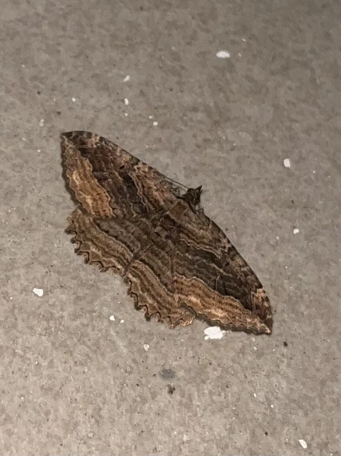 Philereme transversata - varjútövis-araszoló