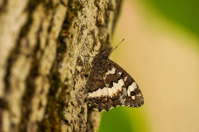 Brintesia circe - fehéröves szemeslepke