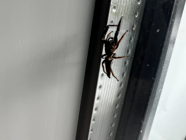 Araneae - Pókok