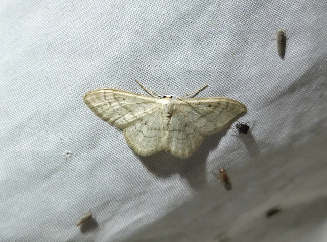 Idaea deversaria - egyszínű sávosaraszoló